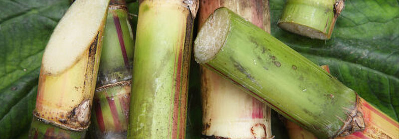 naturebiosugarcane129743